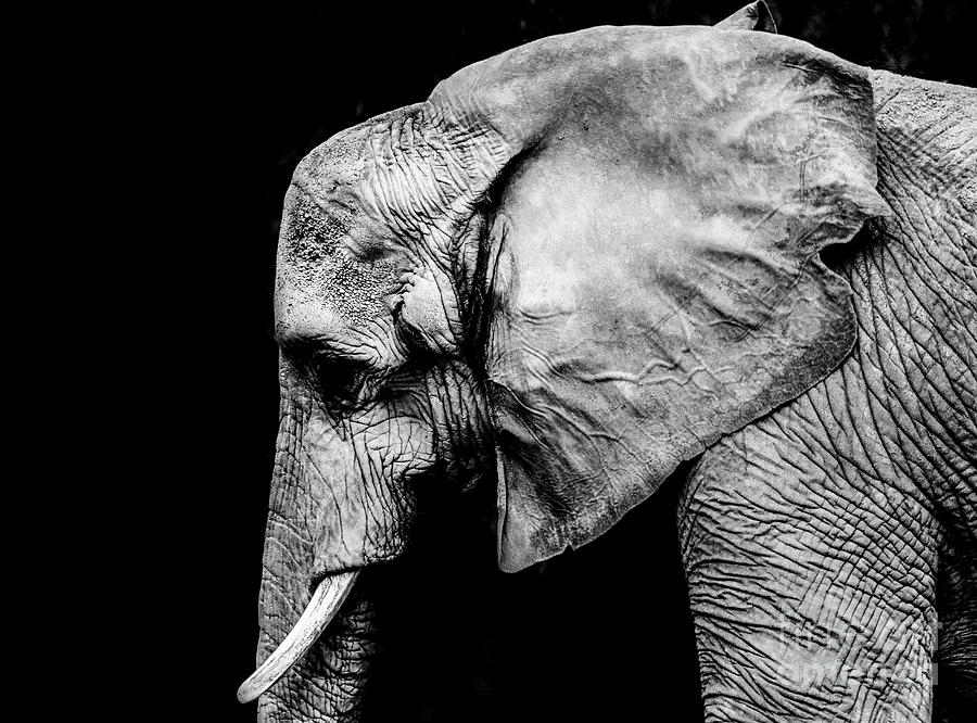 Elephant Portrait BW Photograph by Andrea Anderegg