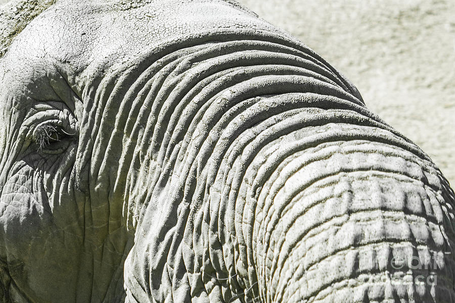 Elephant Portrait Close Up Photograph by Kimberly Blom-Roemer