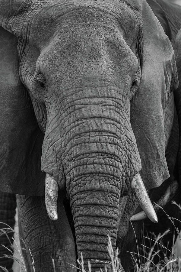 Elephant Portrait Photograph by David Finlayson - Fine Art America