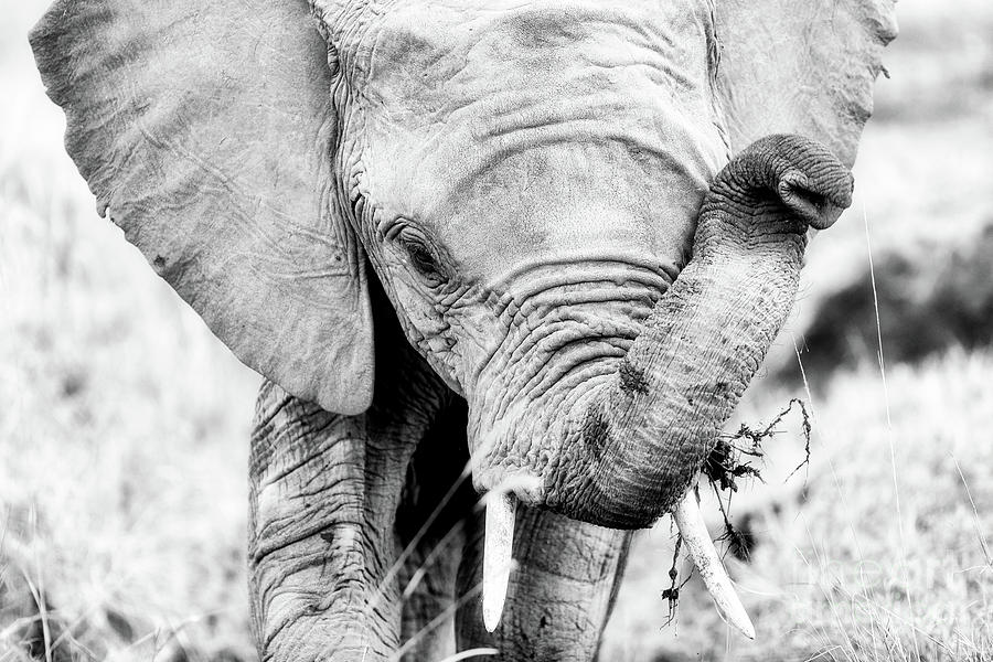 Elephant portrait in black and white Photograph by Jane Rix