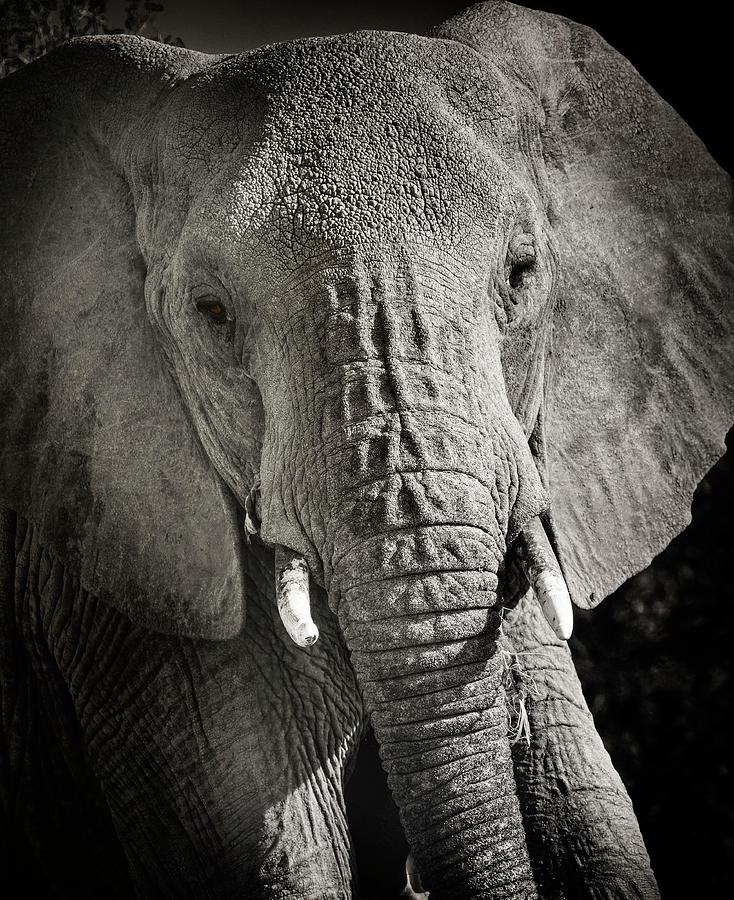 Black And White Photograph - Elephant Portrait in Black and White by Vicki Jauron