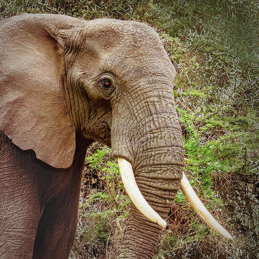 Elephant Portrait Photograph by Janis Knight
