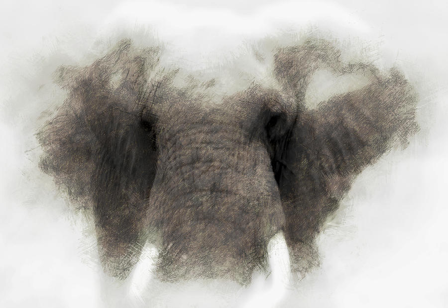 Elephant portrait Photograph by John Stuart Webbstock