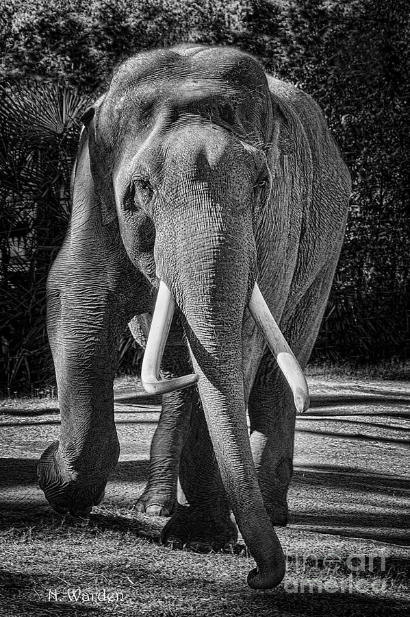 Elephant Portrait Photograph by Norma Warden