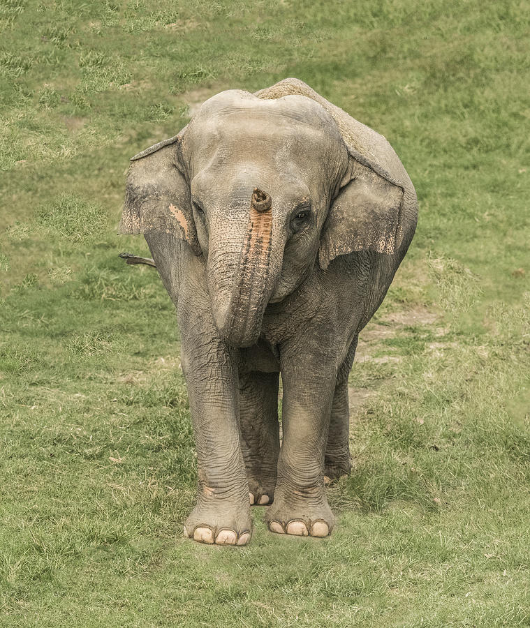 Elephant Portrait Photograph by William Bitman