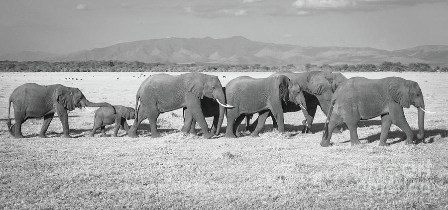 Elephant Procession Photograph by Chris Scroggins