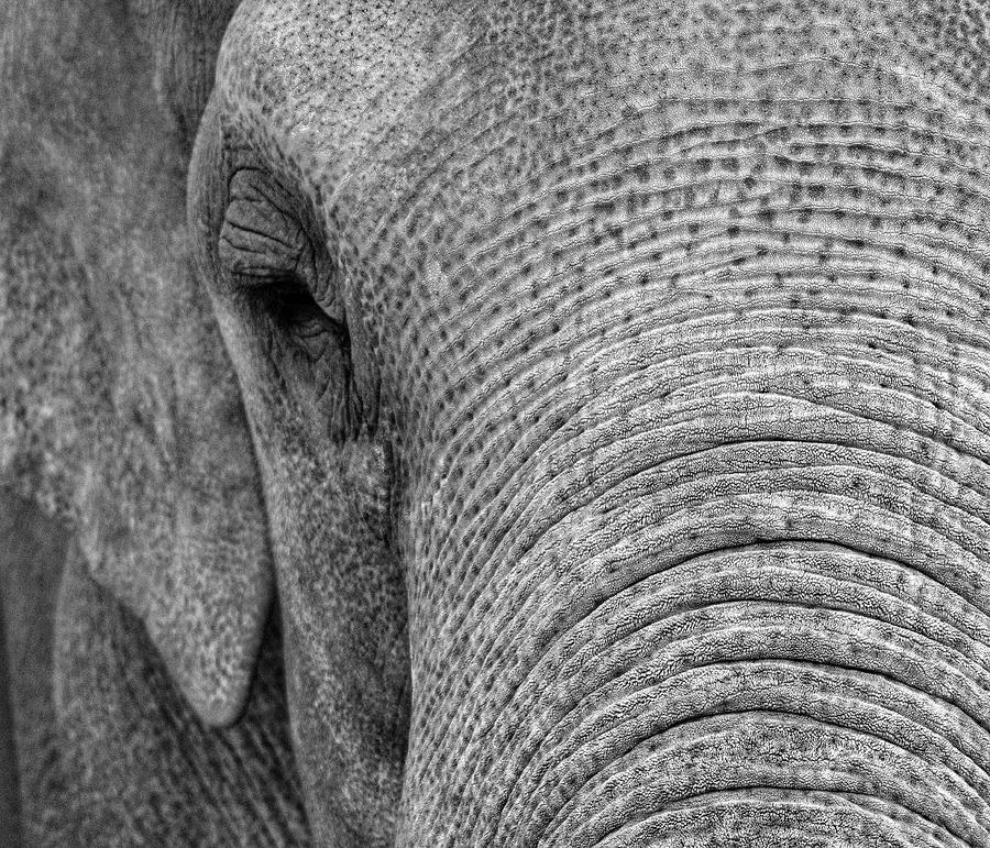 Elephant  Photograph by Rand Ningali