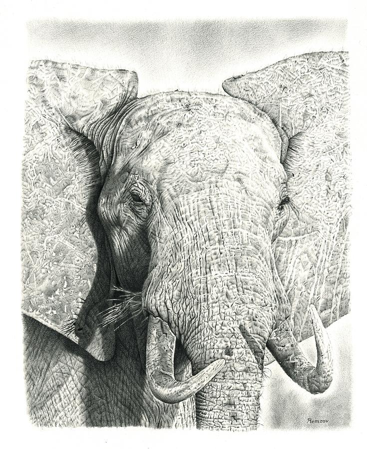 Elephant Drawing by Remrov Realistic Drawings Of Elephants