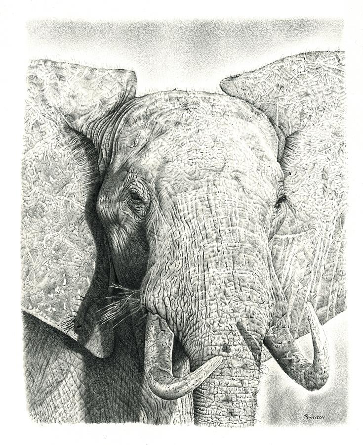 Download Elephant Drawing by Casey 'Remrov' Vormer