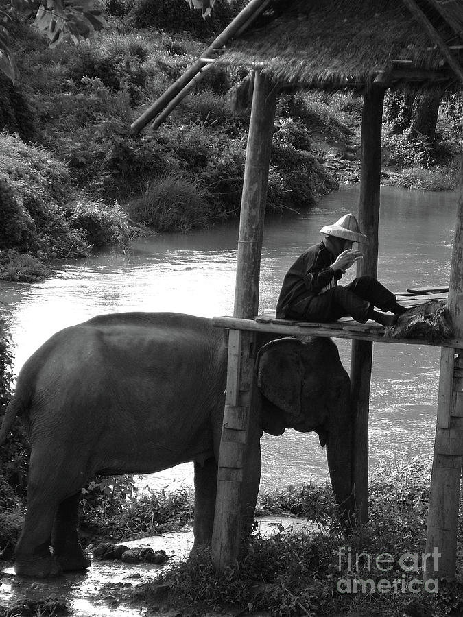 Elephant Photograph - Elephant Rest Stop Thailand  by Chuck Kuhn