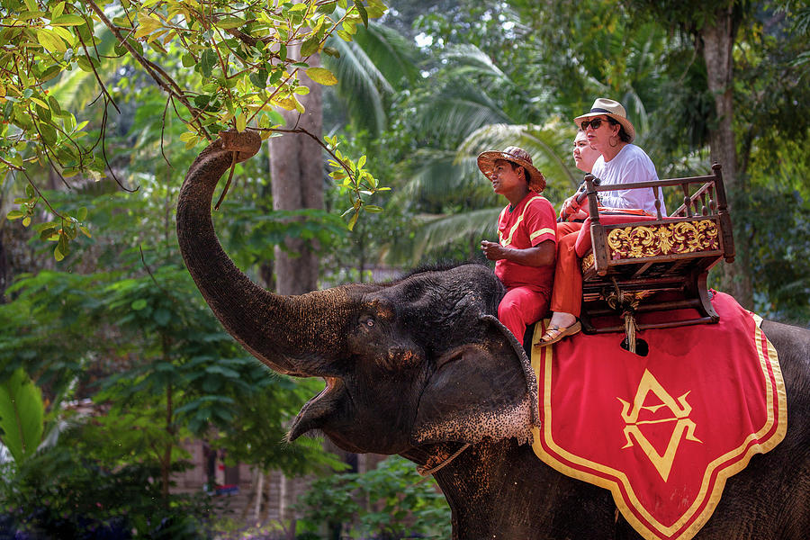 Elephant Ride At Ta Prohm Cambodia Photograph By Art Phaneuf Fine