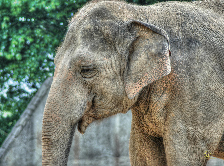 Elephant Photograph by Sam Davis Johnson