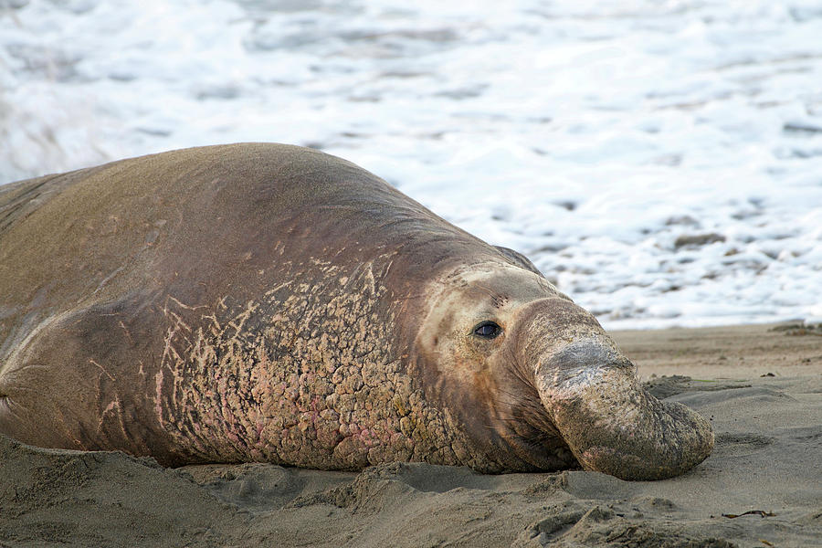 Elephant Seal Bull on the Beach Photograph by Sheila Fitzgerald