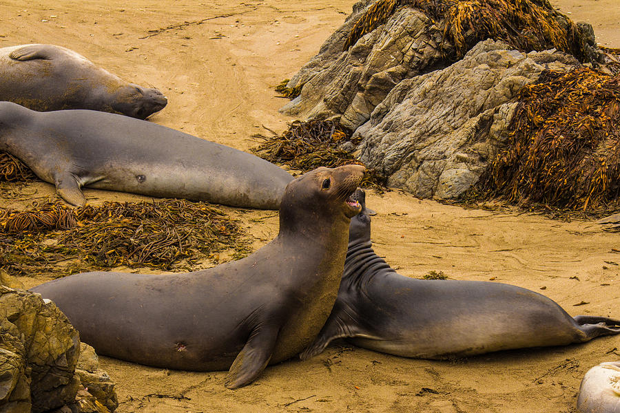 Piedras Blancas Photograph - Elephant Seal Challenge Standoff by Danny Goen