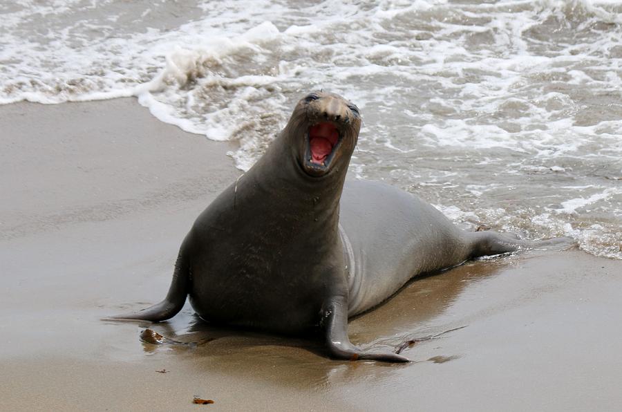 Elephant Seal  Photograph by Christy Pooschke