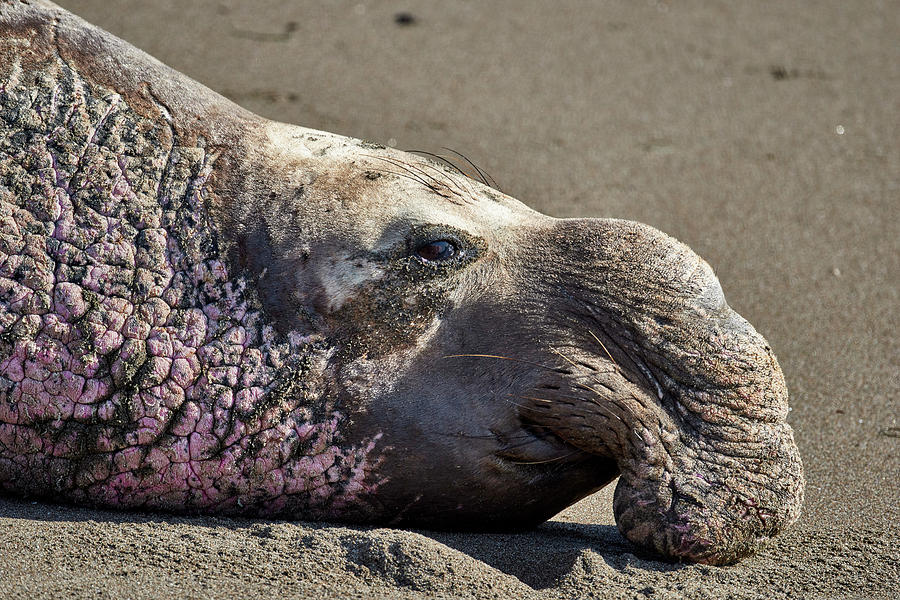 Elephant Seal Close up Photograph by Paul Freidlund