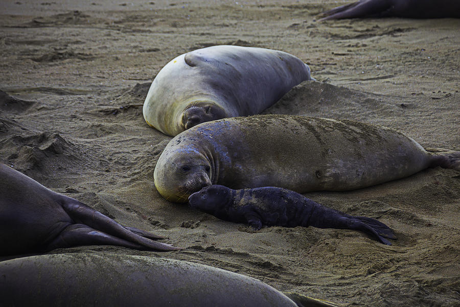 Elephant Seal Mom And Pup Photograph by Garry Gay - Fine Art America