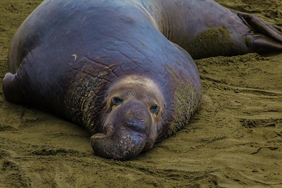 Elephant Seal Portrait Photograph by Garry Gay - Pixels