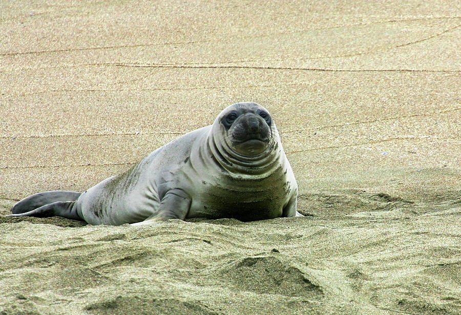 Elephant Seal Pup Photograph by Anthony Jones