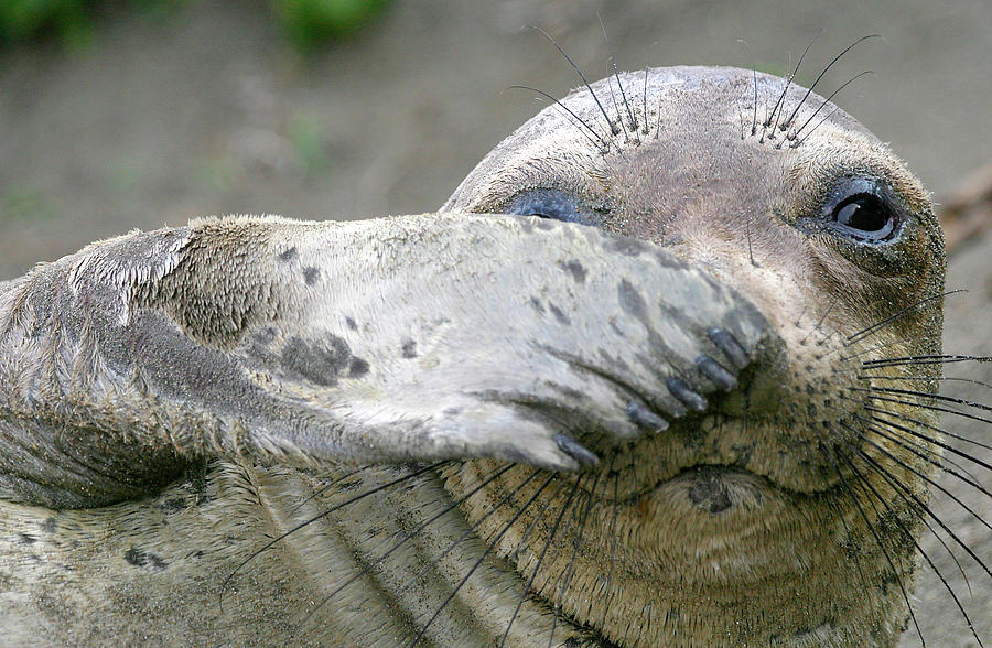 Elephant Seal Pup Photograph by Eric Foltz