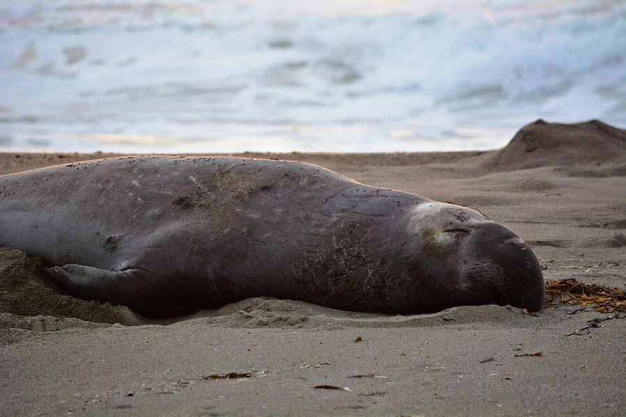 Elephant Seal Resting Photograph by Kyle Hanson