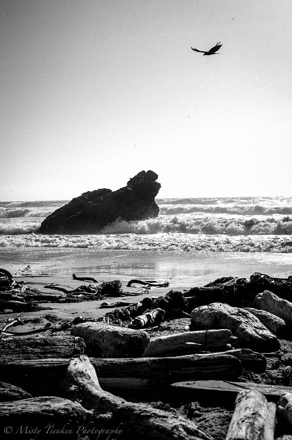 Elephant Seal Rock  Photograph by Misty Tienken