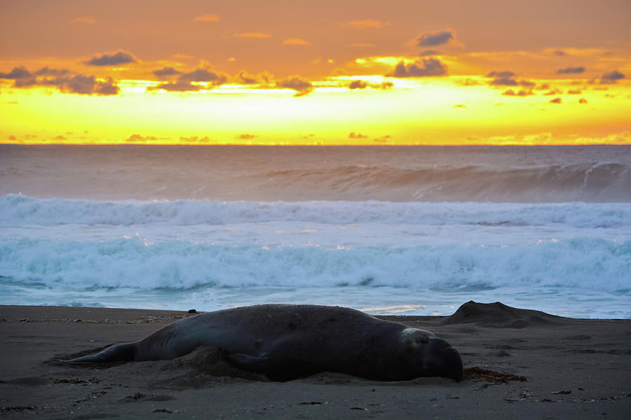 Elephant Seal Sunset Photograph by Kyle Hanson