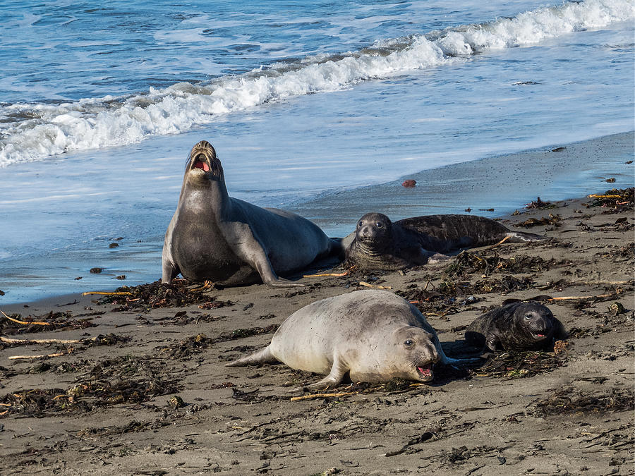 Elephant Seals at San Simeon Photograph by Patti Deters