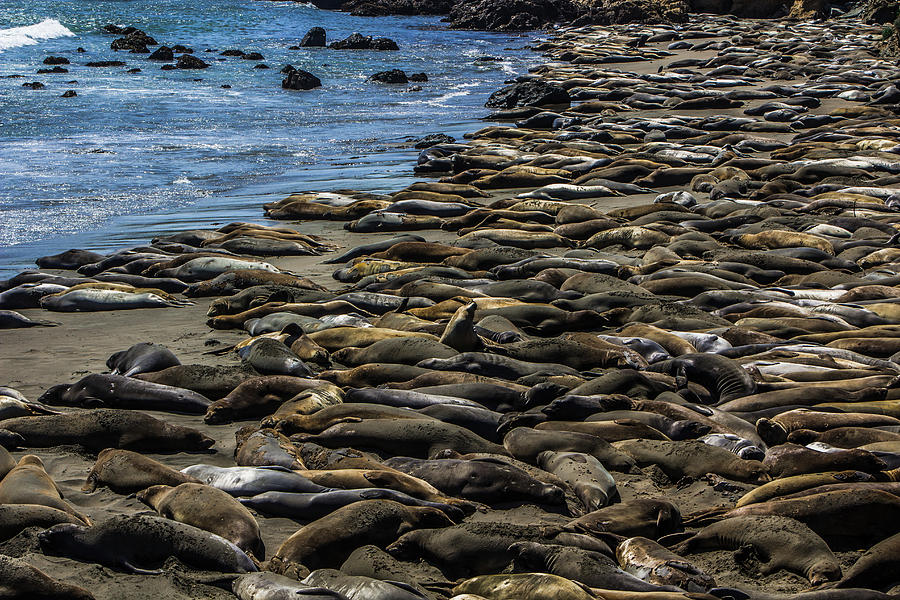 Elephant Seals Photograph by Elaine Webster