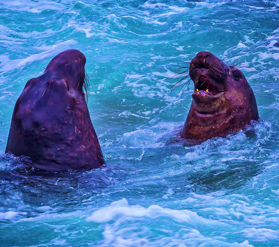 Elephant Seals Fighting In Ocean Surf Photograph by Garry Gay