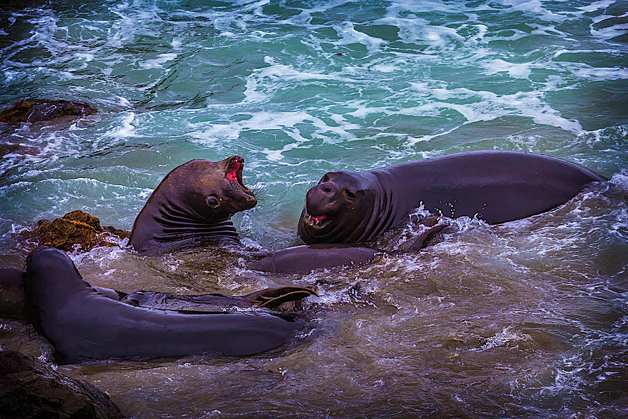 Elephant Seals Fighting In The Surf Photograph by Garry Gay