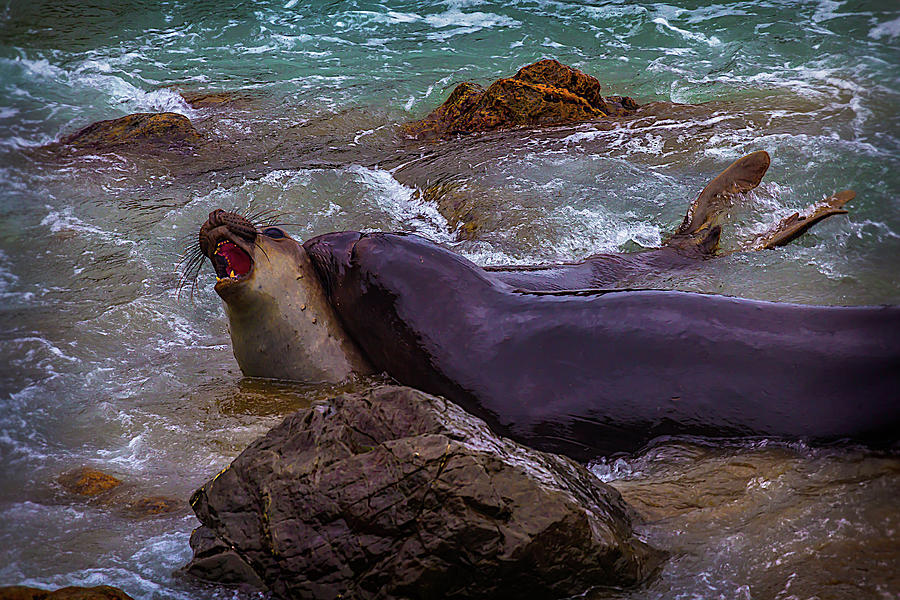 Elephant Seals Fighting In The Water Photograph by Garry Gay