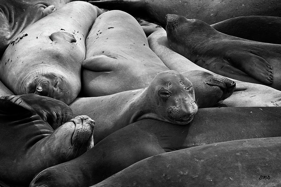 Elephant Seals I BW Photograph by David Gordon