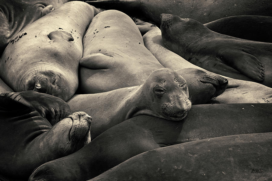 Elephant Seals I Toned Photograph by David Gordon