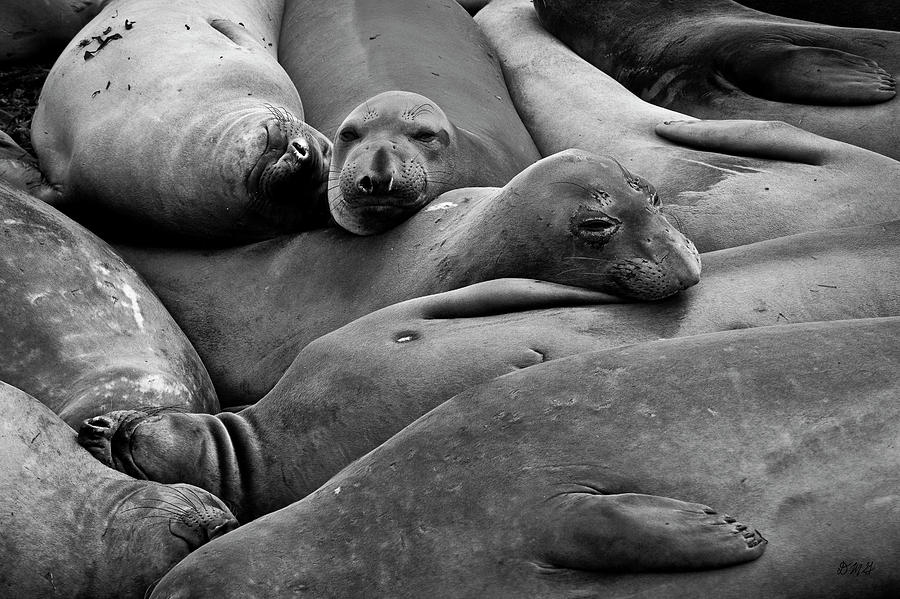 Elephant Seals II BW Photograph by David Gordon
