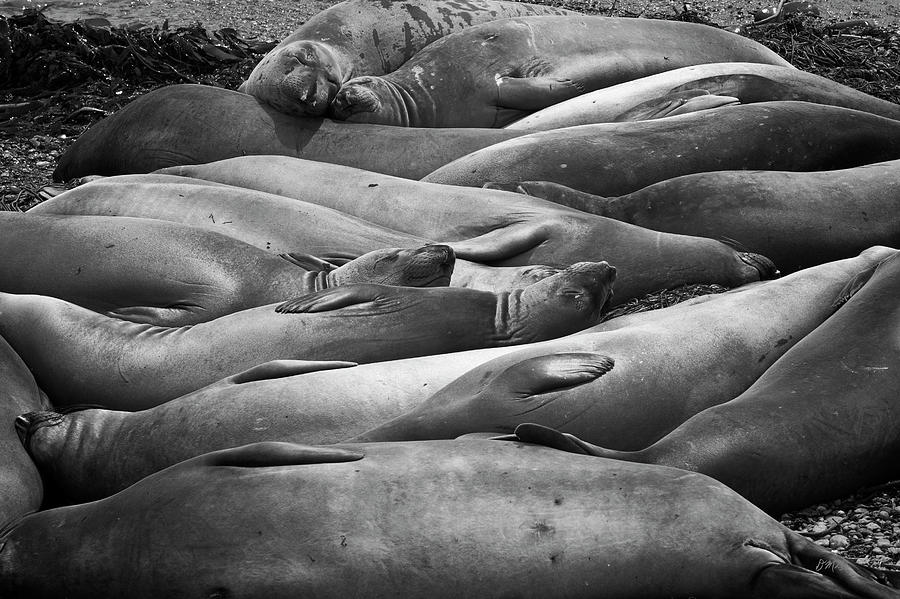 Elephant Seals III BW Photograph by David Gordon