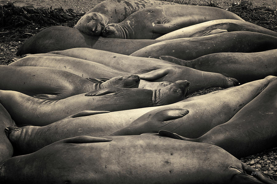 Elephant Seals III Toned Photograph by David Gordon