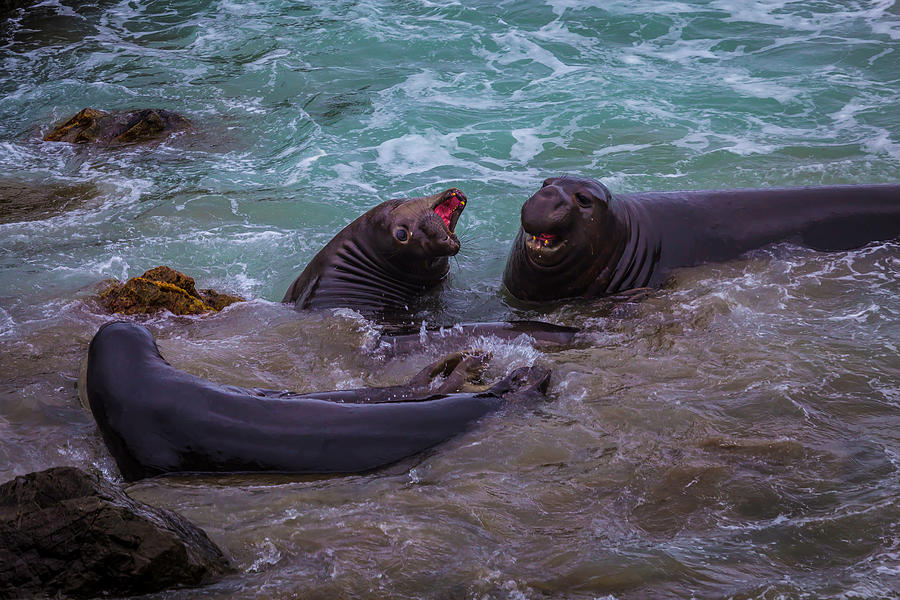 Elephant Seals In The Surf Photograph by Garry Gay
