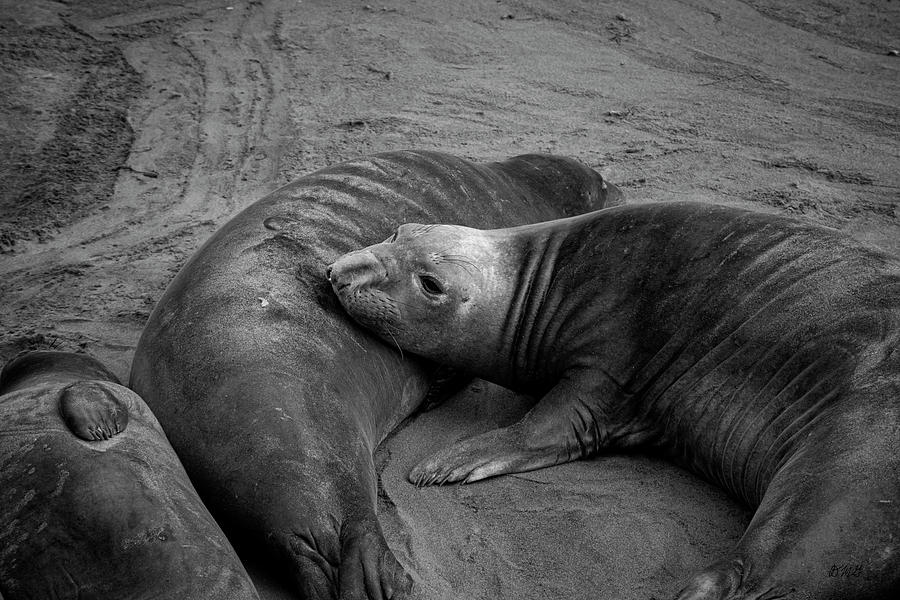 Elephant Seals IV BW Photograph by David Gordon