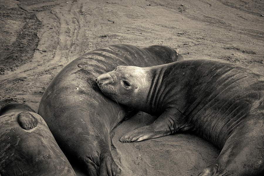 Elephant Seals IV Toned Photograph by David Gordon