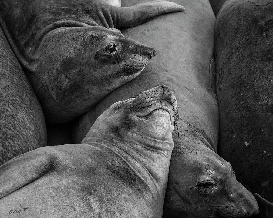 Elephant Seals IX BW Photograph by David Gordon