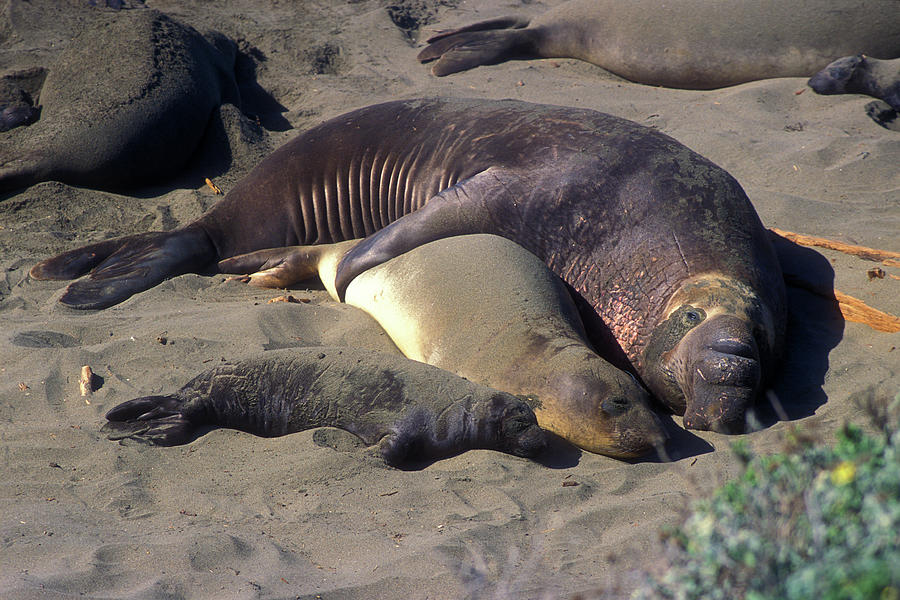 Elephant Seals Photograph by John Burk