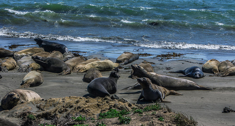 Elephant Seals Sparring Photograph by Elaine Webster