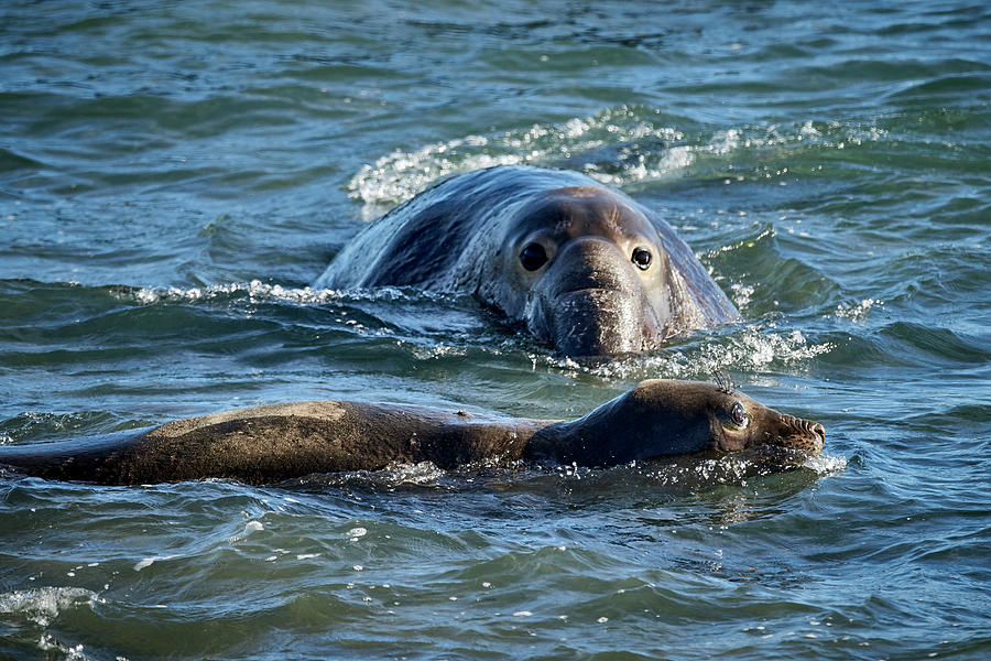 Elephant Seals Swimming Photograph by Paul Freidlund