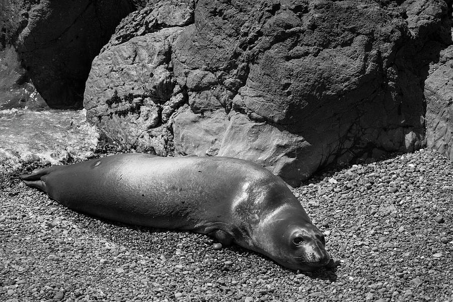 Elephant Seals VII BW Photograph by David Gordon