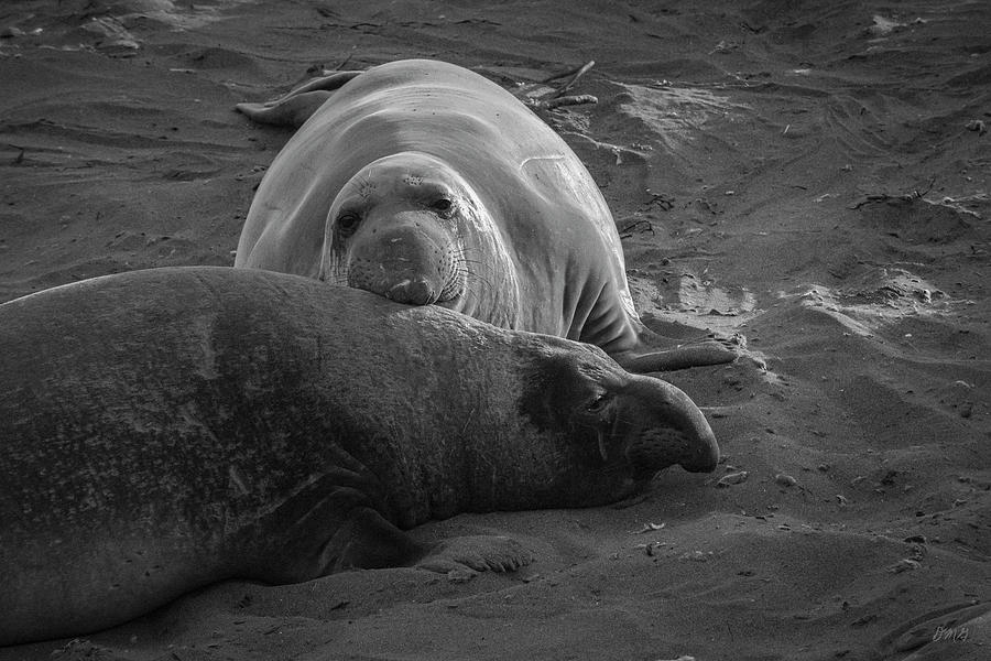 Elephant Seals VIII BW Photograph by David Gordon