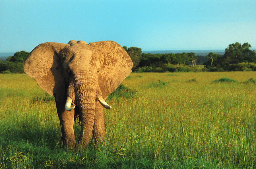 Nature Photograph - Elephant by Sebastian Musial