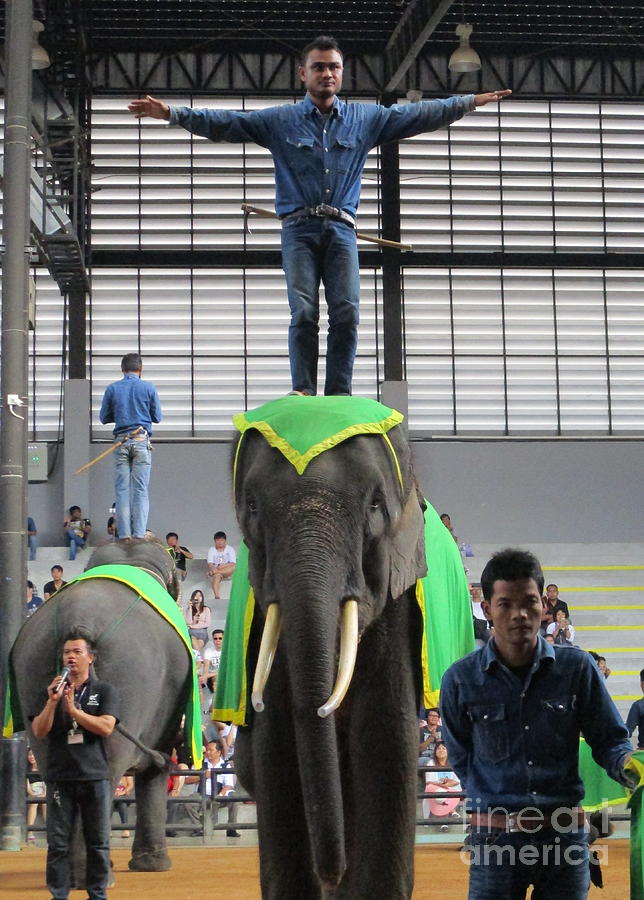 Elephant Show 3 Photograph by Randall Weidner