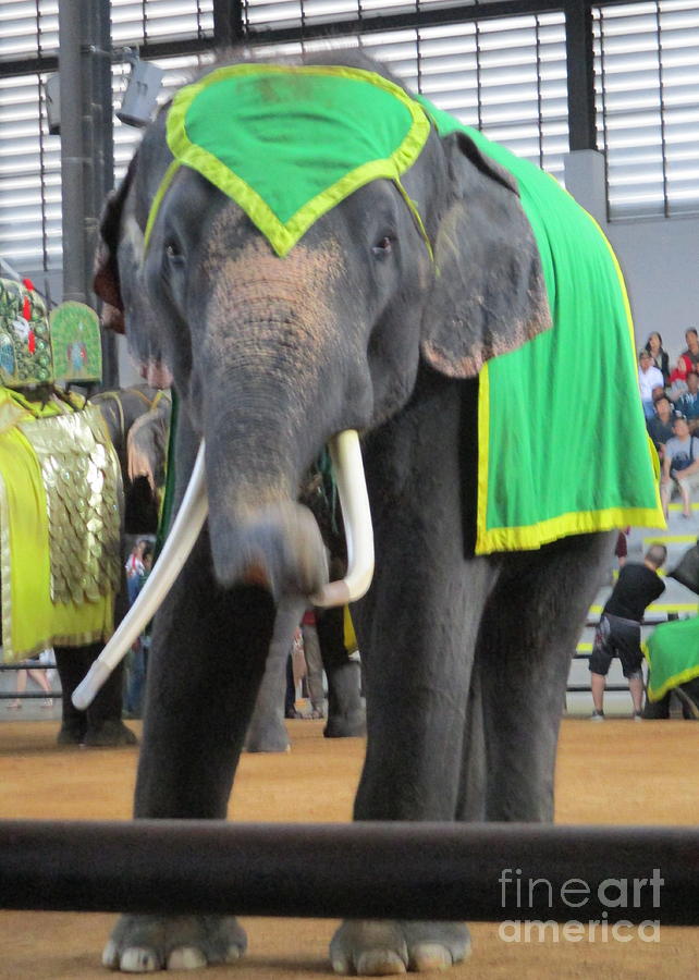 Elephant Show 4 Photograph by Randall Weidner