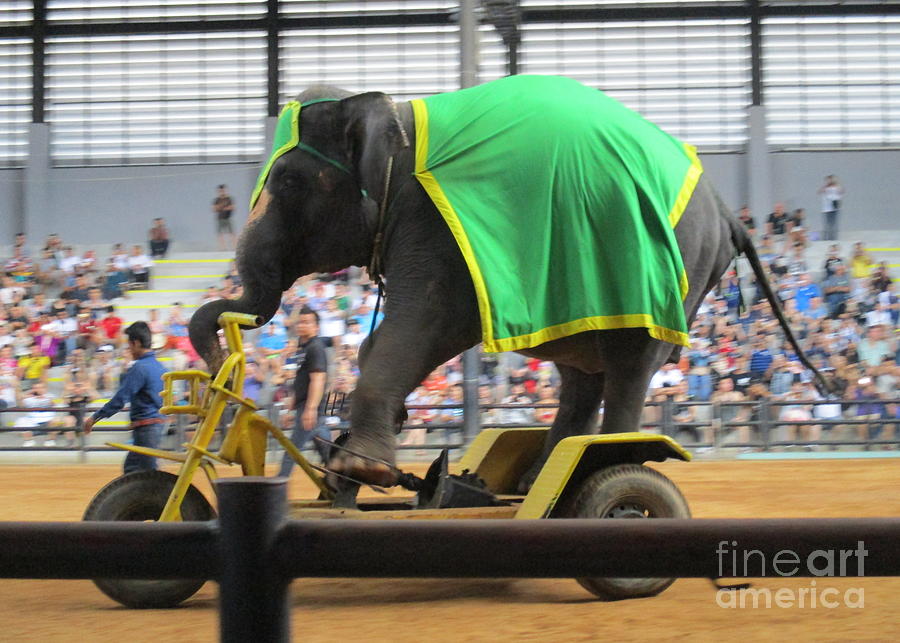 Elephant Show 5 Photograph by Randall Weidner